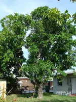 Mangobaum der Schwiegermutter.webp