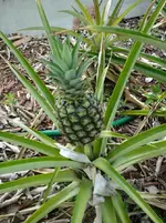 Ananas der Schwiegermutter.webp