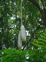 Sausage Tree.webp