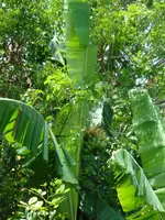 Bananen.webp