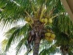 Coconut tree.JPG