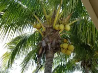 Coconut tree.webp
