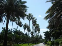 Allee Miami Style.webp