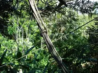 Disney Land   Wo is Tarzan.webp