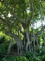 Djungle Island Baumriesen.webp