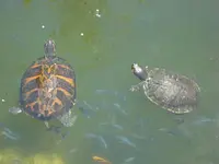 Djungle Island Turtles.webp