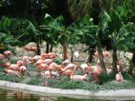 Flamingo Cove.JPG