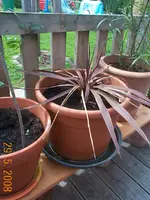 caroline 044.webp