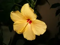 HPIM0613.webp