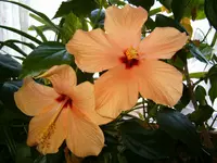 HPIM0618.webp