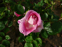 Nasse Rose.webp
