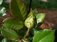 gelbe Kletterrose.webp
