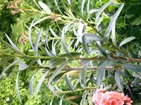 IMAG0307.webp