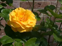 Unbekannte Rose.webp