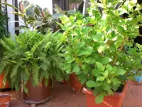 Garten 05-3 048.webp