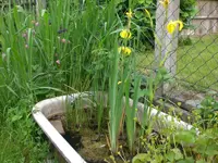 Garten 05-3 042.webp