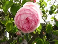 DSCN0113.webp