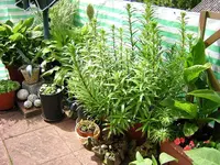 DSCN0114.webp