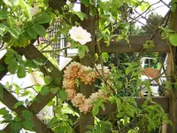 DSCN0120.webp