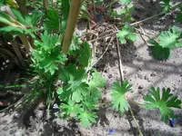 unkraut 002.webp