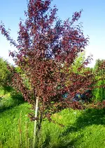 Blutpflaume.webp