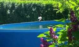 Ente auf Poolrand.webp