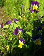 Hornveilchen.webp