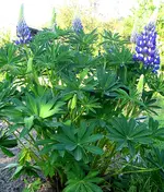 Lupine.webp