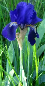 Schwertlilie.webp