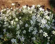weiße Blüten.webp