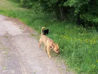 gassi1.webp