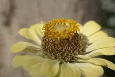 blume1.webp