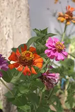 blume2.webp