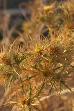 blume3.webp