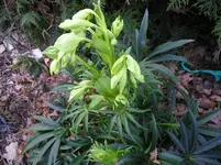H. foetidus.webp
