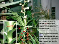 28_06_03 Yakomu_neu 005 Dracaena 640dpi Kopie.webp