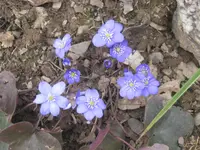 001.webp
