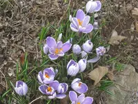 004.webp