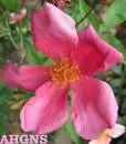 avatarrosa Kopie.webp