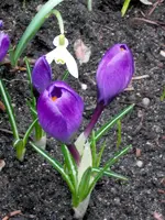 SDC10444.webp
