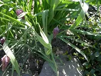Schachbrettblume (1).webp