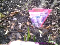 PIC00243.webp