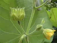 blumenzufall Kopie.webp