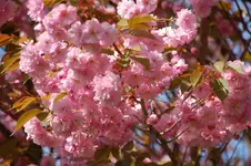 DSC_1707.webp