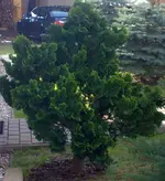 27032010058.webp