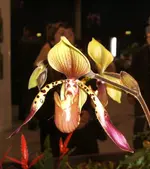 Orchideen 004.webp