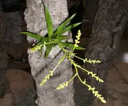 Orchideen 008.webp