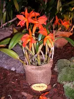 Orchideen 009.webp