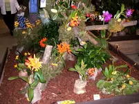 Orchideen 012.webp