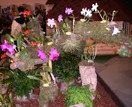 Orchideen 013.webp